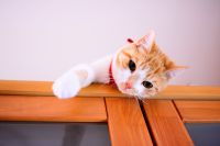 テスト